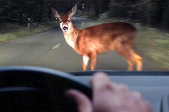 Nicht ungefährlich ist Wildwechsel im Herbst