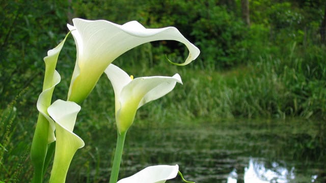 Die Callas wird auch Drachenwurz genannt