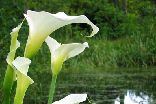 Die Callas wird auch Drachenwurz genannt