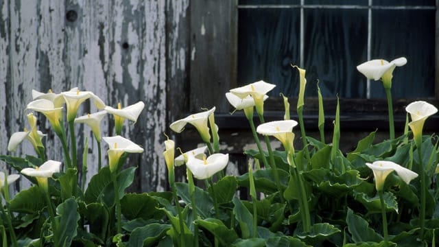 Callas lassen sich sehr pflegeleicht überwintern