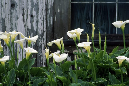 Callas lassen sich sehr pflegeleicht überwintern