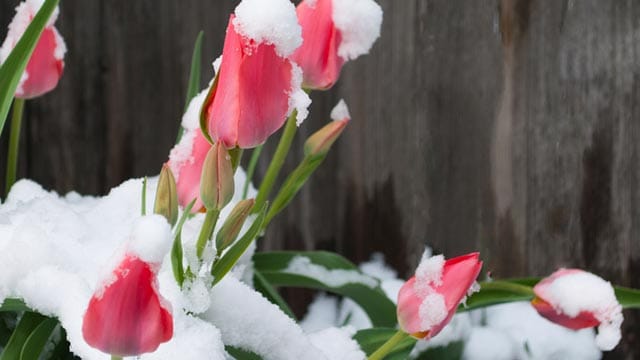 Viele Tulpen lassen sich auch im Garten überwintern