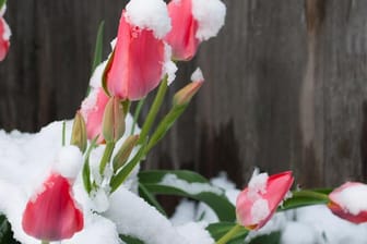 Viele Tulpen lassen sich auch im Garten überwintern