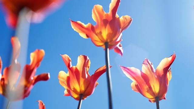 Es gibt viele verschiedene Sorten von Tulpen