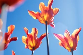 Es gibt viele verschiedene Sorten von Tulpen