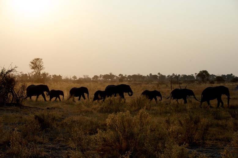 Gleich am Eingang des Moremi-Nationalparks stößt der Fotograf auf riesige Elefanten-Herden.