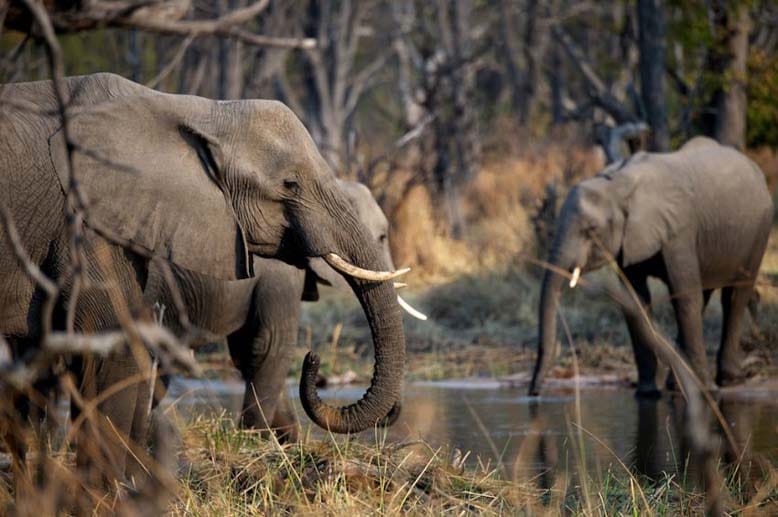 Die Elefanten sind ein beeindruckender Anblick, große Herden können aber auch große Schäden anrichten.