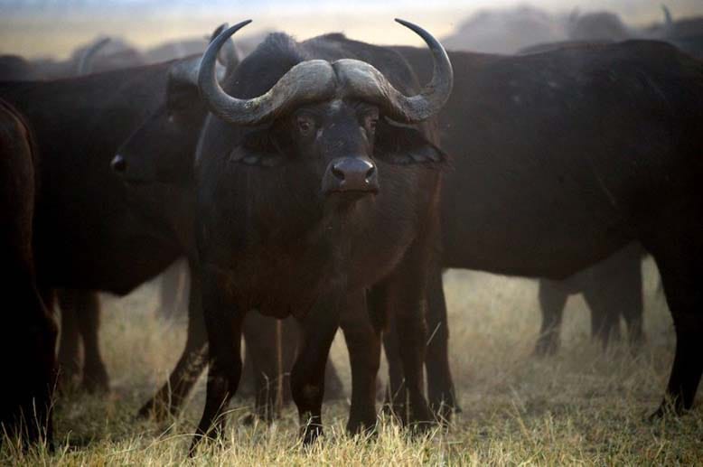 Die afrikanischen Büffel beobachtet man besser aus sicherer Entfernung mit dem Zoom-Objektiv. Die Tiere gelten als angriffslustig.