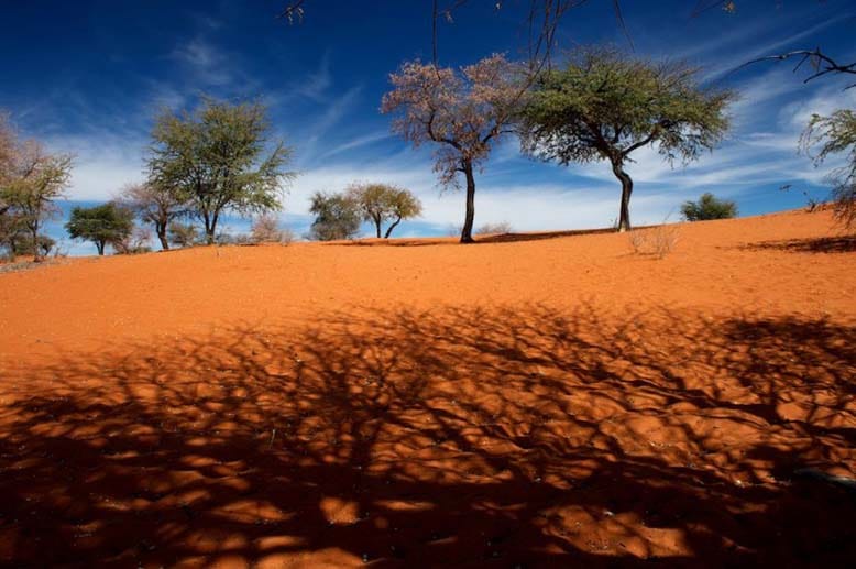 Im südwestlichen Teil besteht die Kalahari aus rötlichen Dünen.
