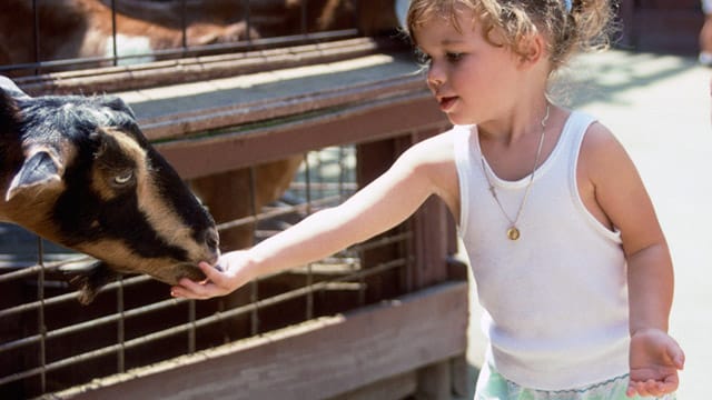 Kuscheln, streicheln, schnurren, glucken, knurren: unsere Erziehungsstile zeigen Parallelen zur Tierwelt.