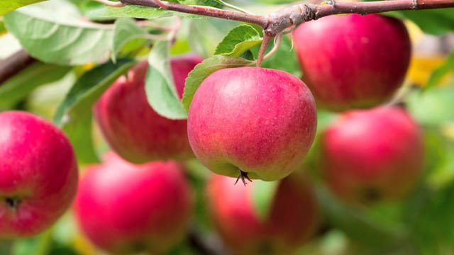 Der Apfel wird auf allen Erdteilen angebaut