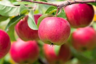 Der Apfel wird auf allen Erdteilen angebaut