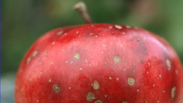 Apfelschorf erkennt man an den Flecken auf der Schale