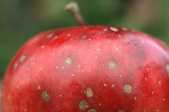 Apfelschorf erkennt man an den Flecken auf der Schale