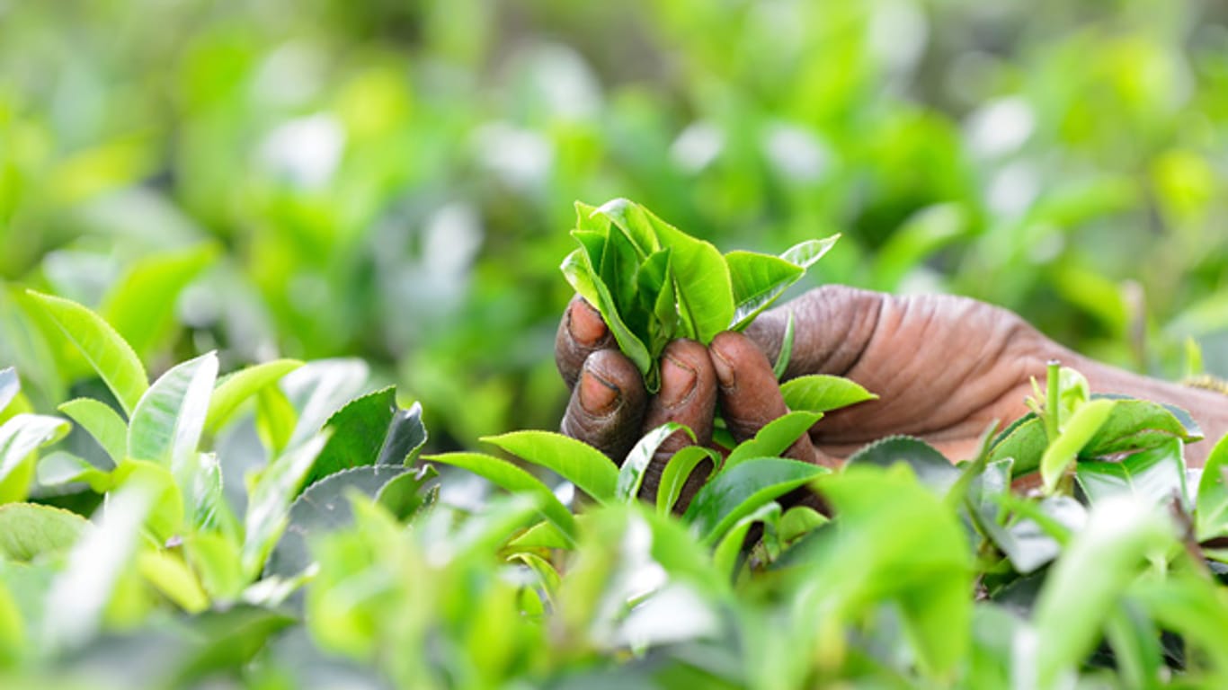 Ceylon Tee wird nur in Sri Lanka angebaut