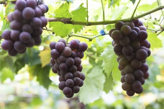 Mit den richtigen Tipps können Sie in Ihrem eigenen Garten Wein anbauen