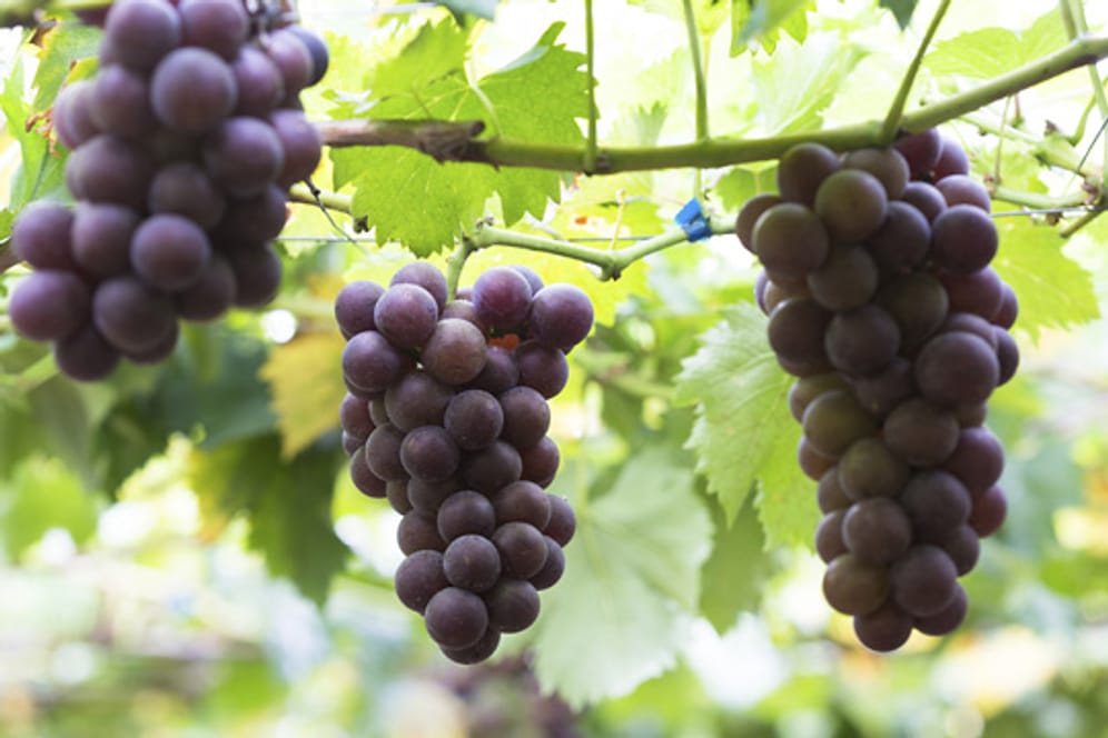Mit den richtigen Tipps können Sie in Ihrem eigenen Garten Wein anbauen