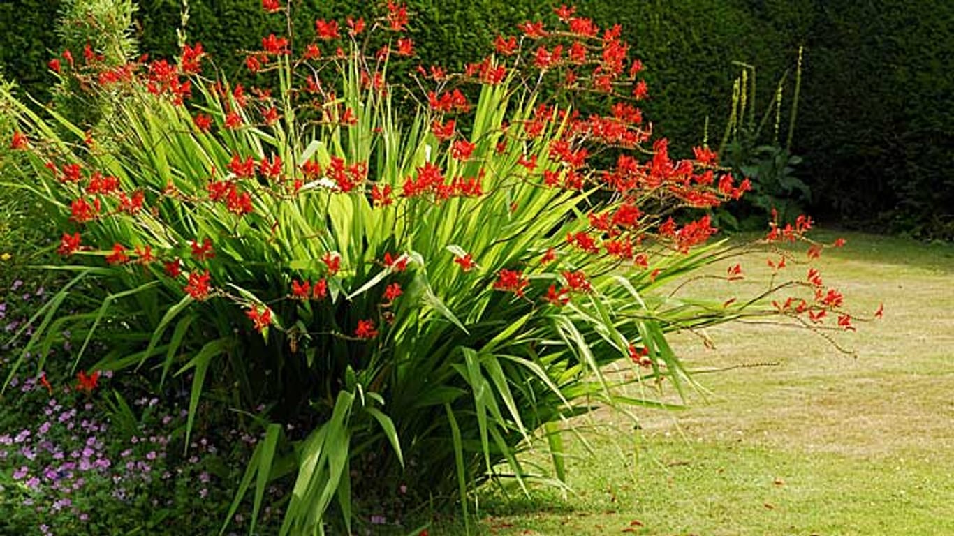 Die Montbretie ist eine beliebte Sommerblume.