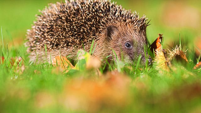 Igel: Im Laubhaufen oder unter der Hecke fühlen sich Igel im Winter wohl.