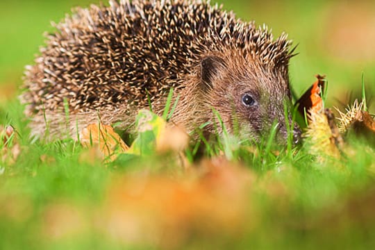 Igel: Im Laubhaufen oder unter der Hecke fühlen sich Igel im Winter wohl.