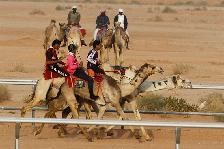 Ein Kamelrennen in Riad.
