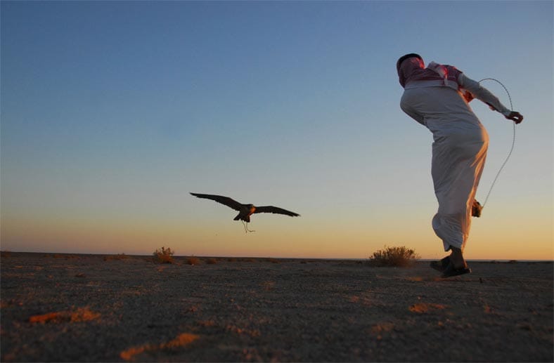 Ein Falkner zeigt die Künste seines Vogels.