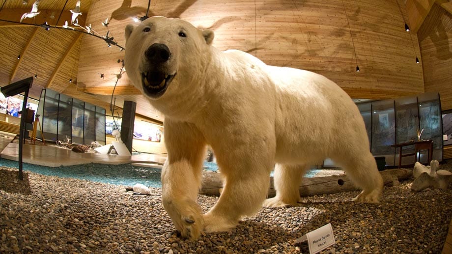 Im Svalbard Museum können Besucher Eisbären hautnah erleben - ohne sich in Gefahr zu bringen.