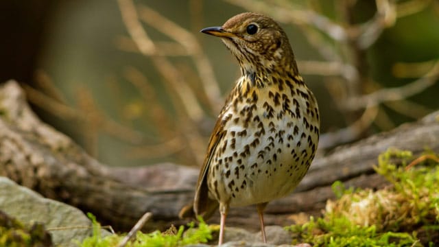 Bis zu 50 Minuten kann ein Konzert der Singdrossel dauern. Mittlerweile ist der Zugvogel durch die Jagd auf ihn scheu geworden