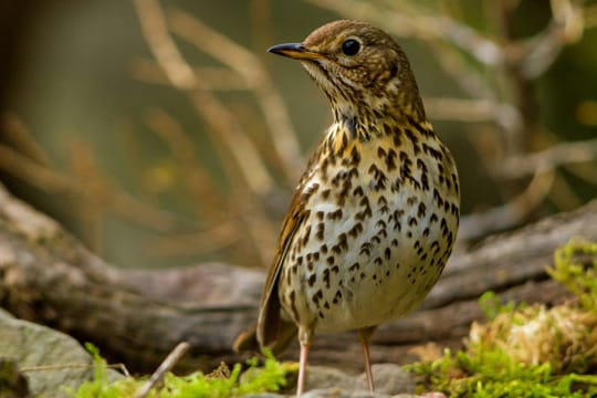 Bis zu 50 Minuten kann ein Konzert der Singdrossel dauern. Mittlerweile ist der Zugvogel durch die Jagd auf ihn scheu geworden