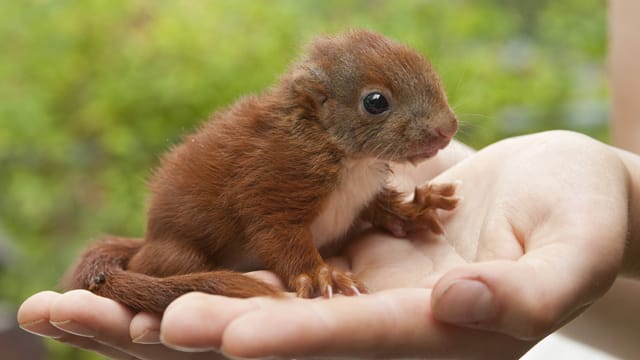 Jungtiere können auf menschliche Hilfe angewiesen sein