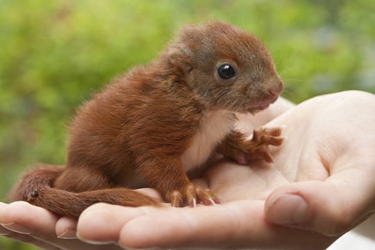 Jungtiere können auf menschliche Hilfe angewiesen sein