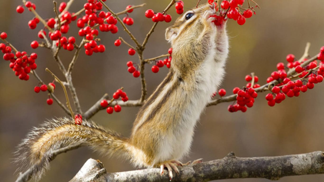 Streifenhörnchen sammeln Beeren für Ihre Vorratskammern