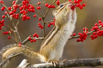 Streifenhörnchen sammeln Beeren für Ihre Vorratskammern
