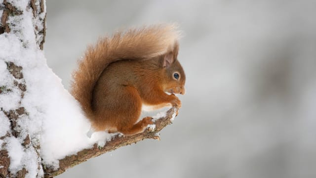 Eichhörnchen suchen im Winter Ihre Nahrungsvorräte auf