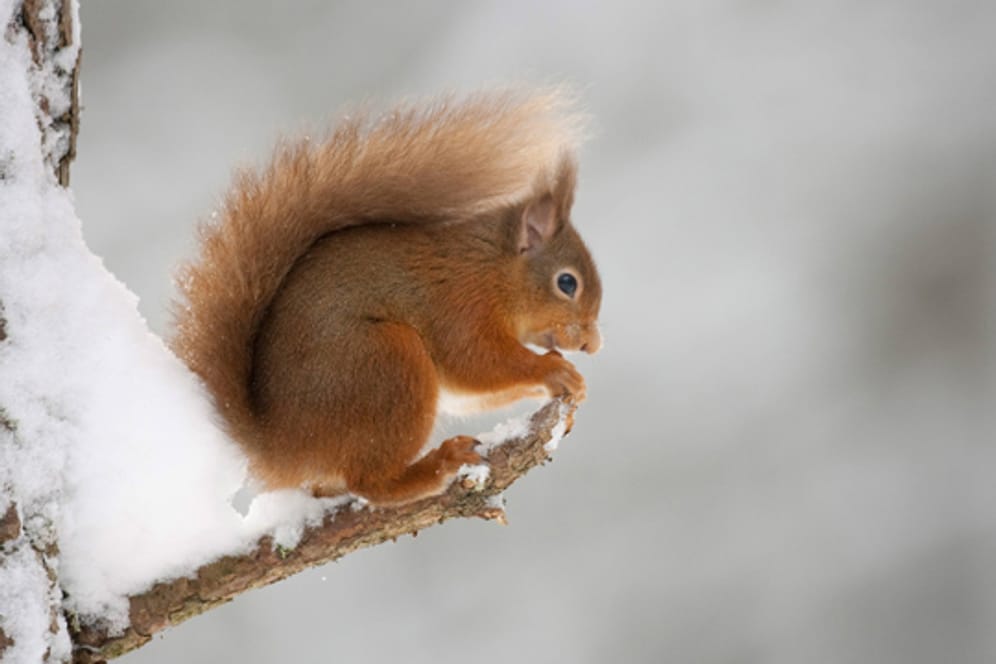 Eichhörnchen suchen im Winter Ihre Nahrungsvorräte auf