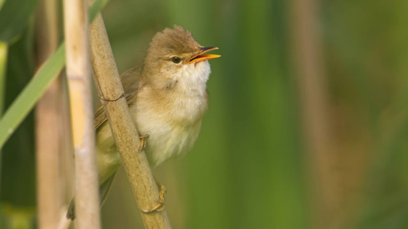 Kleiner Vogel - kräftige Stimme. Der Teichrohrsänger singt kraftvoll und unermüdlich
