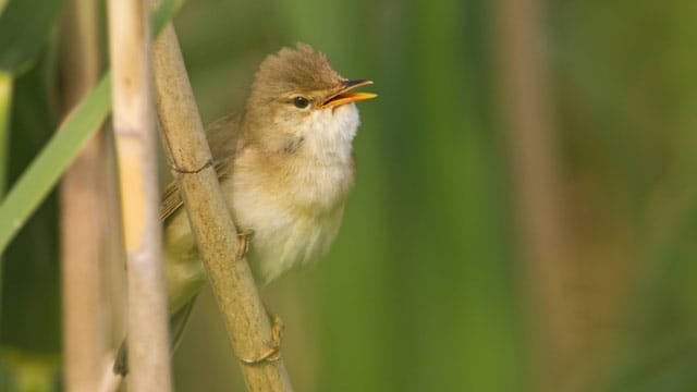 Kleiner Vogel - kräftige Stimme. Der Teichrohrsänger singt kraftvoll und unermüdlich