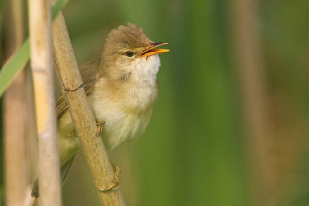 Kleiner Vogel - kräftige Stimme. Der Teichrohrsänger singt kraftvoll und unermüdlich
