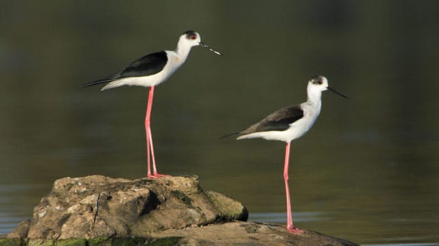 Ihr Name ist Programm: Stelzenläufer können auf Nahrungssuche mit ihren langen Beinen gut durch Wasser waten