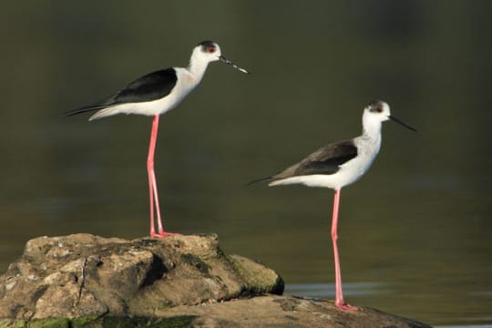 Ihr Name ist Programm: Stelzenläufer können auf Nahrungssuche mit ihren langen Beinen gut durch Wasser waten