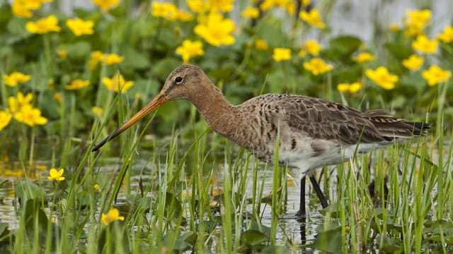 Meckervogel: Bei waghalsigen Flugmanövern erzeugen die Schwanzfedern der Schnepfe einen Laut, der wie das Meckern einer Ziege klingt