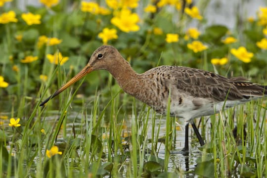 Meckervogel: Bei waghalsigen Flugmanövern erzeugen die Schwanzfedern der Schnepfe einen Laut, der wie das Meckern einer Ziege klingt