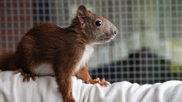 Nach einigen Wochen der Aufzucht kann das junge Eichhörnchen in die Wildnis entlassen werden