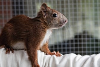 Nach einigen Wochen der Aufzucht kann das junge Eichhörnchen in die Wildnis entlassen werden