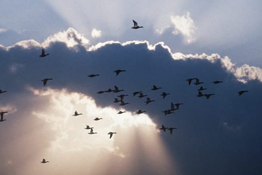 Vogelschwärme faszinieren die Menschen schon immer