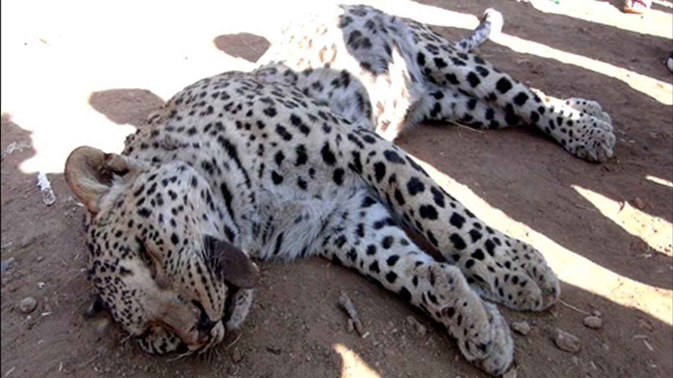 Dieser anatolische Leopard wurde in der Türkei erschossen.