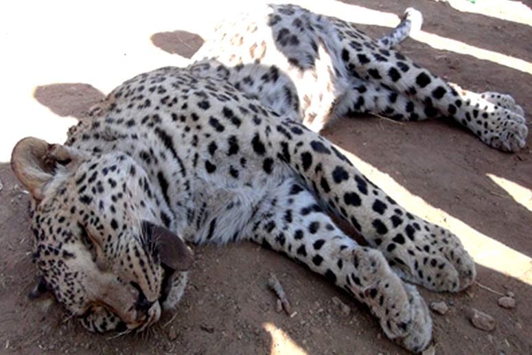 Dieser anatolische Leopard wurde in der Türkei erschossen.