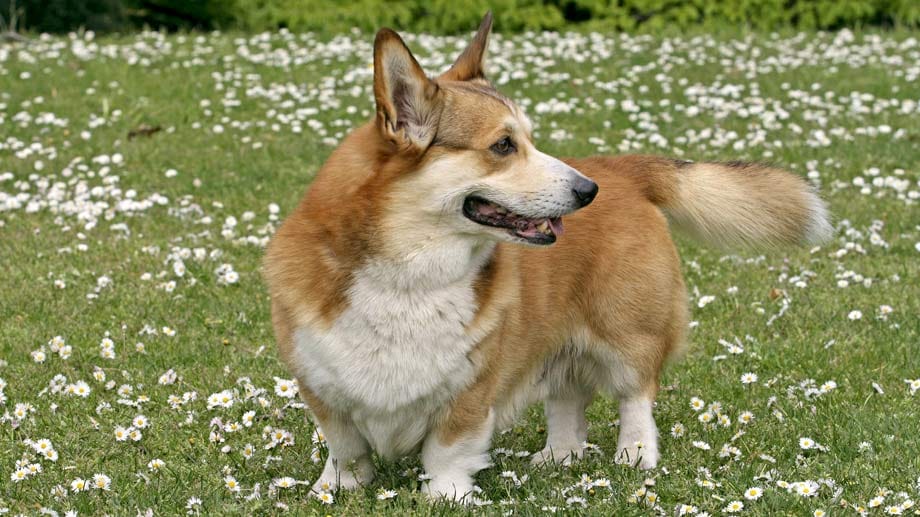 Lieblingshund der Queen: Welsh-Corgi-Pembroke