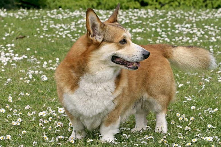 Lieblingshund der Queen: Welsh-Corgi-Pembroke