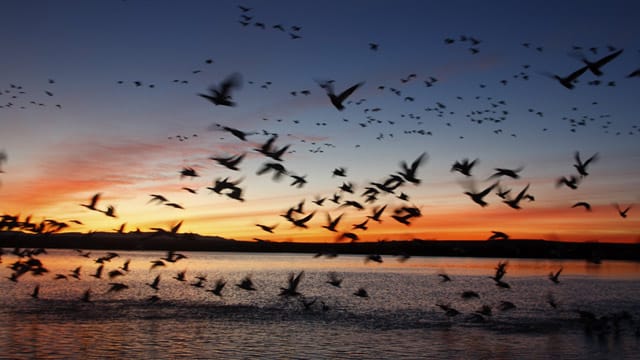 In der kalten Jahreszeit zieht es viele Vögel wieder ins Warme